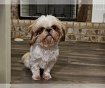 Small #3 Shih Tzu