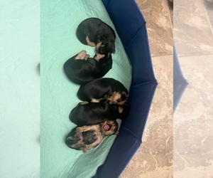 Morkie Puppy for sale in PLAINFIELD, IL, USA