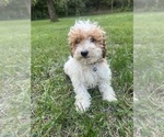 Small #40 Poodle (Miniature)