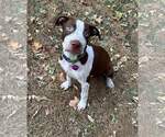 Small #13 American Pit Bull Terrier Mix