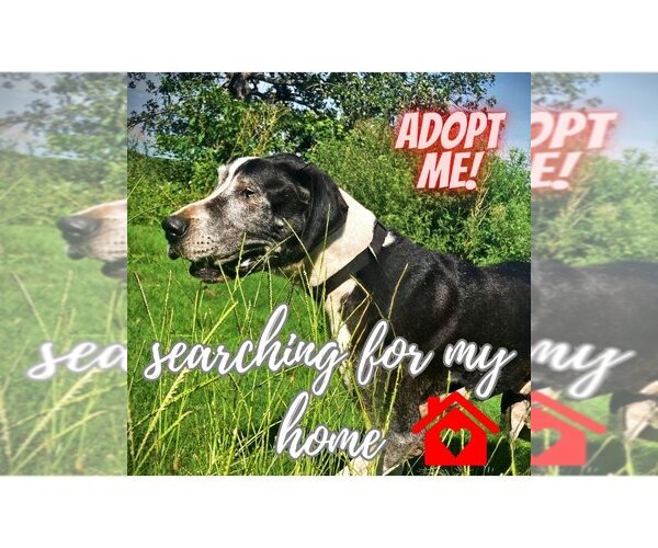 Medium Photo #11 Great Dane Puppy For Sale in Bullard, TX, USA