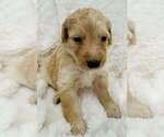 Puppy Puppy 8 Aussiedoodle-Goldendoodle Mix