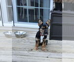 Small #3 Mutt