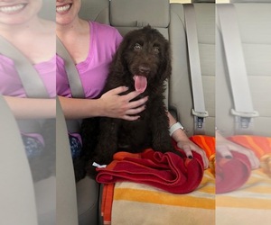 Labradoodle Puppy for sale in AVON, IN, USA