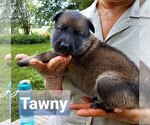 Small Photo #6 German Shepherd Dog Puppy For Sale in KANSAS CITY, MO, USA