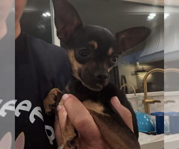 Medium Photo #2 Chipin Puppy For Sale in Newport Beach, CA, USA