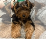 Image preview for Ad Listing. Nickname: Bruno
