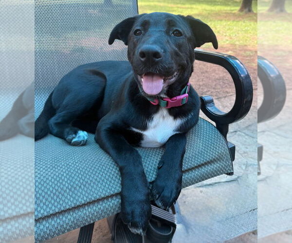 Medium Photo #33 Labrador Retriever-Unknown Mix Puppy For Sale in OKLAHOMA CITY, OK, USA
