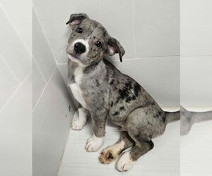 American Pit Bull Terrier-Catahoula Leopard Dog Mix Dogs for adoption in Lakewood, CO, USA
