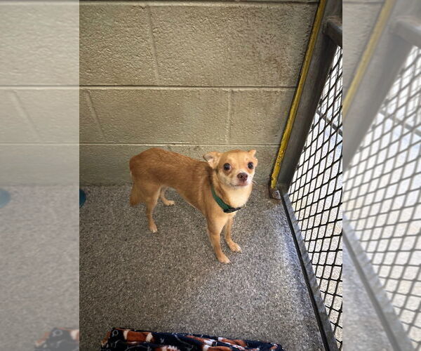 Medium Photo #3 Chihuahua Puppy For Sale in Claremore, OK, USA