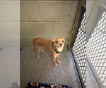 Small #2 Chihuahua