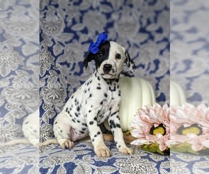 Dalmatian Puppy for sale in QUARRYVILLE, PA, USA