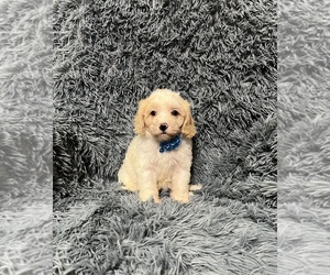 Cavapoo Puppy for sale in JEFFERSONVILLE, IN, USA