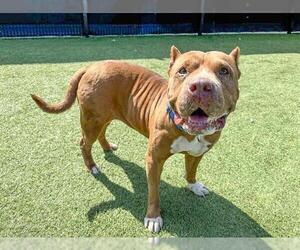 American Pit Bull Terrier Dogs for adoption in Orange, CA, USA