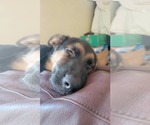 Small #1 German Shepherd Dog Mix