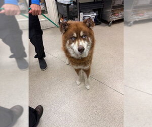 Siberian Husky Dogs for adoption in Riverside, CA, USA