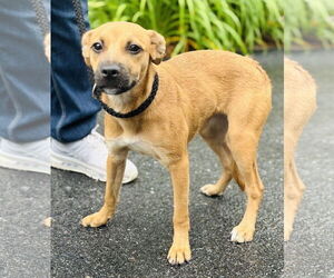Labrador Retriever-Unknown Mix Dogs for adoption in Sterling, MA, USA