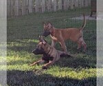 Litter of 6 - Male(s) and Female(s) Belgian MalinoisLitter of Puppies for Sale - Photo #9