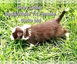 Small #19 Border Collie