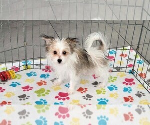 Papitese Puppy for sale in ORO VALLEY, AZ, USA