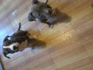 American Pit Bull Terrier Puppy for sale in ADRIAN, MI, USA