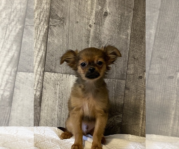Medium Photo #1 Chihuahua Puppy For Sale in CANOGA, NY, USA
