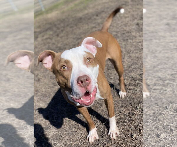 Medium Photo #5 American Pit Bull Terrier-Unknown Mix Puppy For Sale in Virginia Beach, VA, USA