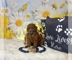Small #4 Poodle (Toy)