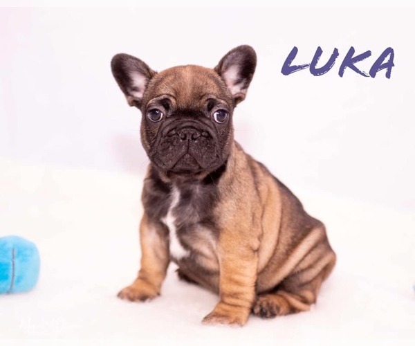 Medium Photo #8 French Bulldog Puppy For Sale in PEARLAND, TX, USA