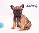 Small Photo #8 French Bulldog Puppy For Sale in PEARLAND, TX, USA