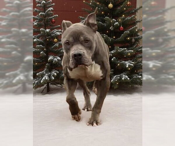 Medium Photo #4 Mutt Puppy For Sale in Rustburg, VA, USA