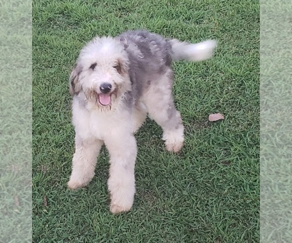 Medium Photo #9 Aussiedoodle Puppy For Sale in DOWELLTOWN, TN, USA