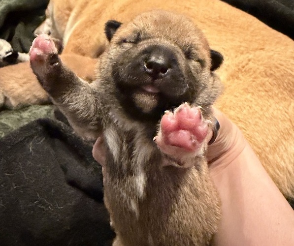 Medium Photo #2 Shiba Inu Puppy For Sale in ZIONSVILLE, IN, USA