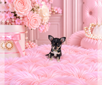 Financing - Female Chihuahua Puppy for Sale - Photo #20