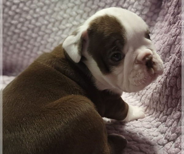 Medium Photo #3 Olde English Bulldogge Puppy For Sale in ATHOL, ID, USA