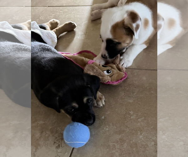 Medium Photo #6 Australian Shepherd-Unknown Mix Puppy For Sale in Valrico, FL, USA
