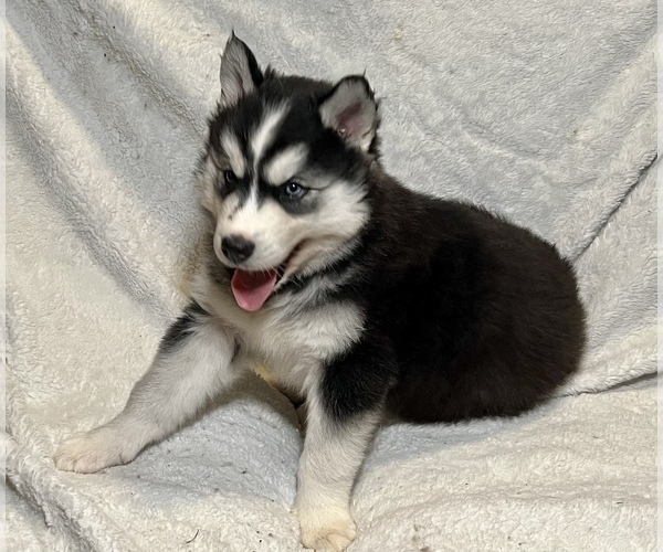 Medium Photo #5 Siberian Husky Puppy For Sale in ALTON, IL, USA