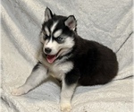 Small Photo #5 Siberian Husky Puppy For Sale in ALTON, IL, USA
