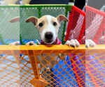 Small #2 American Pit Bull Terrier-Chihuahua Mix