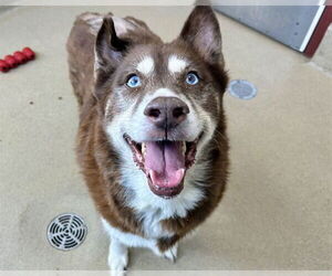 Siberian Husky Dogs for adoption in Raleigh, NC, USA