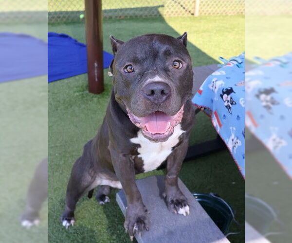 Medium Photo #4 American Staffordshire Terrier-Unknown Mix Puppy For Sale in Rockaway, NJ, USA