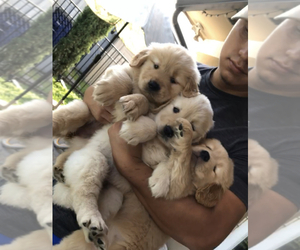 Golden Retriever Puppy for sale in COOPER CITY, FL, USA