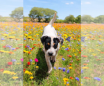 Small #5 Basenji-Rat Terrier Mix