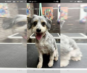 Mutt Dogs for adoption in Evansville, IN, USA