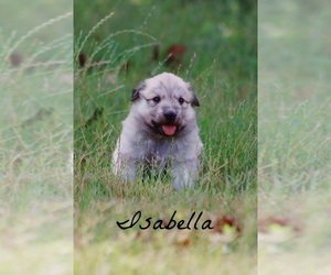 Anatolian Shepherd-Great Pyrenees Mix Puppy for sale in BARRY, TX, USA