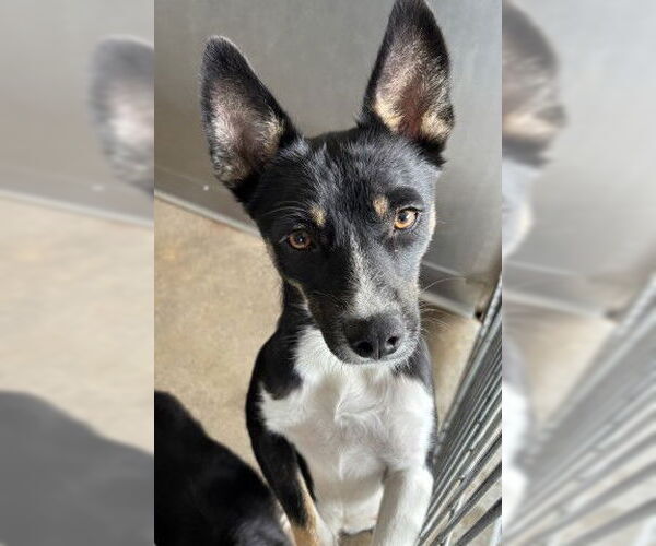 Medium Photo #2 Australian Kelpie-Unknown Mix Puppy For Sale in San Bernardino, CA, USA