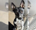 Small #1 Australian Kelpie Mix