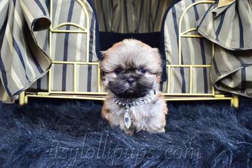 Medium Photo #42 Shih Tzu Puppy For Sale in HAYWARD, CA, USA