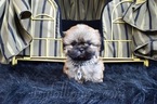 Small Photo #42 Shih Tzu Puppy For Sale in HAYWARD, CA, USA
