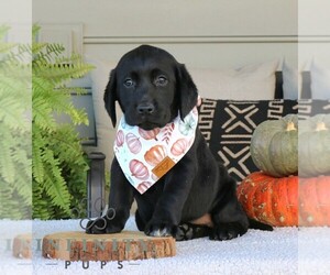 Labrador Retriever Puppy for sale in NARVON, PA, USA